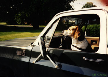 dog looking like he's driving a truck